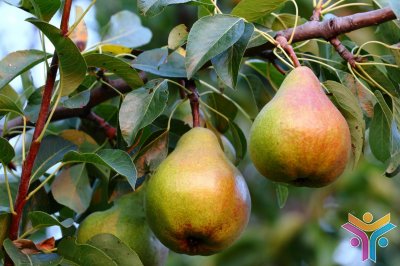 Крупномеры плодовых деревьев оптом и в розницу