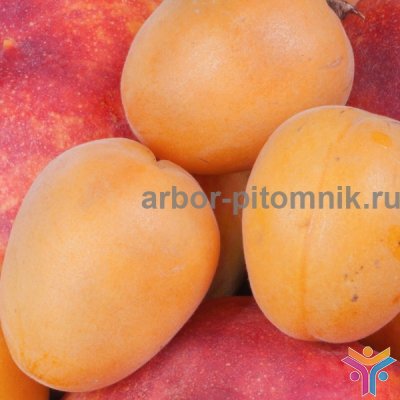 Саженцы абрикоса в Москве и Подмосковье