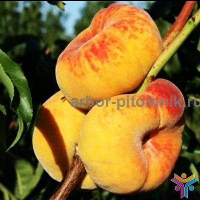 Саженцы персиков, персики в горшках из питомника и интернет магазина Арбор