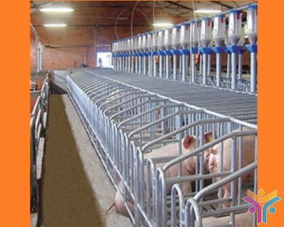 Оборудование для промышленного свиноводства на свинофермы